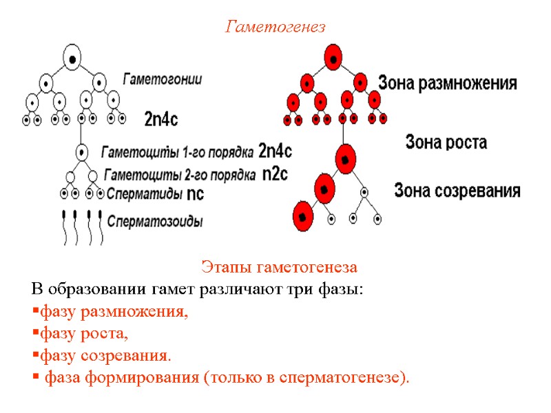 Гаметогенез Этапы гаметогенеза В образовании гамет различают три фазы: фазу размножения, фазу Гаметогенез Этапы гаметогенеза В образовании гамет различают три фазы: фазу размножения, фазу